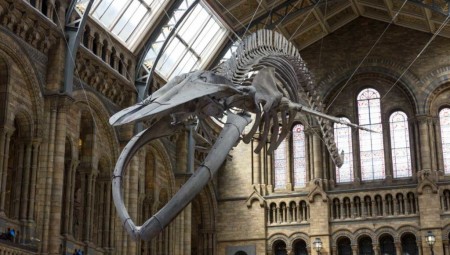 الأزمة الصحية قد تقضي على أكثرية المتاحف البريطانية