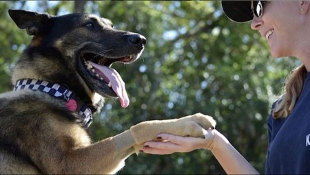 بريطانيا.. تدريب كلاب لاكتشاف الإصابات بفيروس كورونا