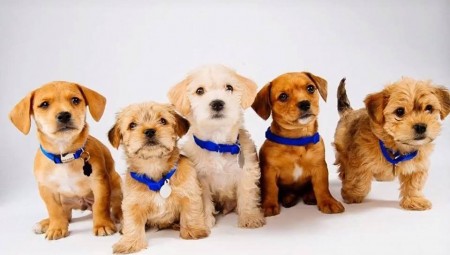 لصوص الكلاب في بريطانيا يجنون مئات الملايين