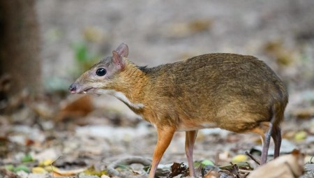 ولادة حيوان مجهول الجنس في حديقة بريستول البريطانية يجمع بين الفأر والغزال