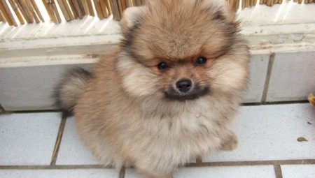 لاعب سابق لليفربول سيدفع 30 ألف دولار لرجل عثر له على كلبه ولم يتلق المكافأة