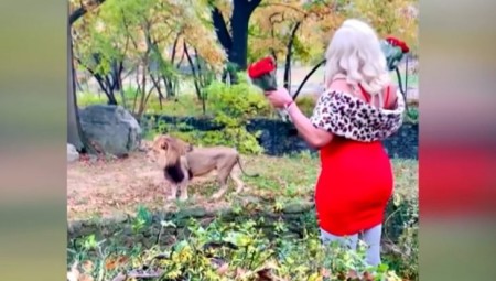 بالفيديو .. سيدة أمريكية تدخل عرين أسد وترميه بالورد والمال