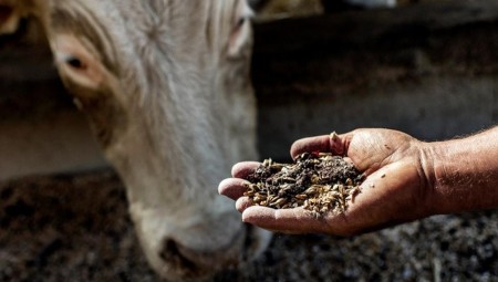 السجن أربعة أشهر لرجل قطع عجلا حيا في فرنسا