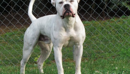 كلب بولدوغ يهاجم صبيا في الرابعة من عمره خارج متجر سينسبيري