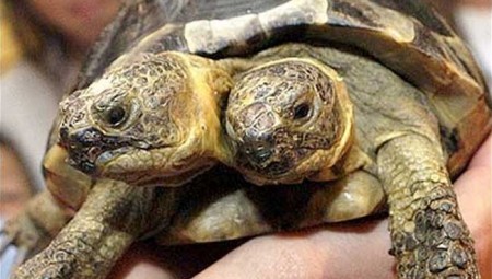 بالفيديو .. سلحفاة برأسين من عجائب مركز أميركي للحياة البرية