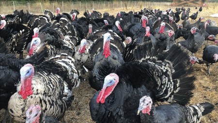 حبش عيد الميلاد يرزح تحت وطأة نقص اليد العاملة في بريطانيا