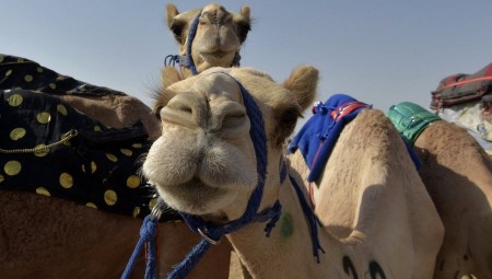 السعودية.. استبعاد 40 إبلاً  من مسابقة ملكة جمال الإبل لحقنها إبر بوتوكس