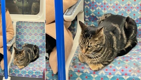 قط يستخدم وسائل النقل العام في لندن ويسافر على متن خط فيكتوريا