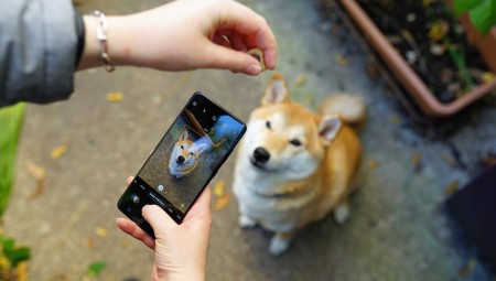 تجارب على هاتف للكلاب يهدف إلى التخفيف من وحدتها