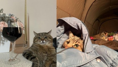 قط تيك توك الأوكراني يصل إلى بر الأمان في فرنسا.. ويجمع 7000 إسترليني للأعمال الخيرية