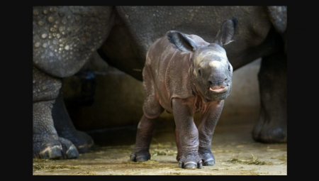 كويني .. اسم لوحيدة قرن في إنكلترا بمناسبة يوبيل جلوس الملكة