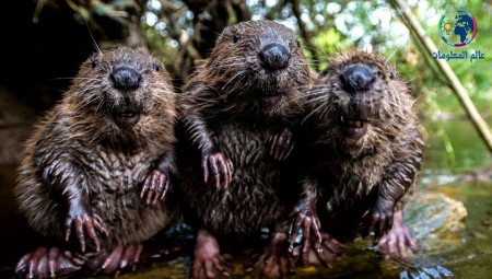 القنادس تعود إلى لندن بعد غياب أربعة قرون