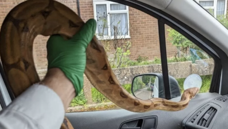 مواطن بريطاني يعثر على أفعى طولها متر ونصف في حديقة بجنوب غرب لندن