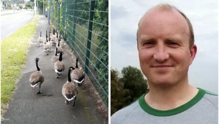 بريطاني انطلق في رحلة مشي مدتها ساعتين لإنقاذ 40 إوزة من طريق مزدحم