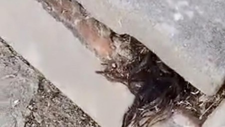 مرعب.. خروج شعر من قبر لميت توفي قبل 100 عام … شاهد