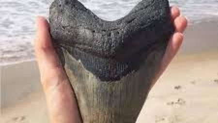 طفل بريطاني يقع على اكتشاف من عصور ما قبل التاريخ