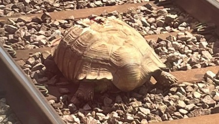 سلحفاة جريحة على إحدى السكك الحديد أعاقت حركة القطار في شرق إنكلترا