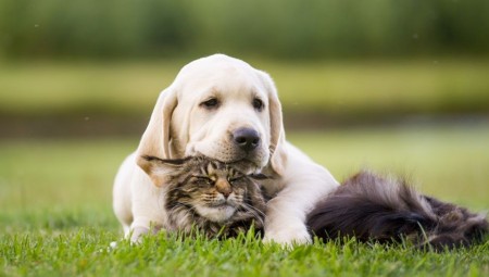 التخلي عن الحيوانات الأليفة يزداد في بريطانيا وسط الأزمة المعيشية