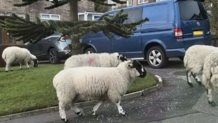 بريطانيا: أغنام سائبة دون راعٍ تنشر الفوضى وتعيق المرور في لانكشير