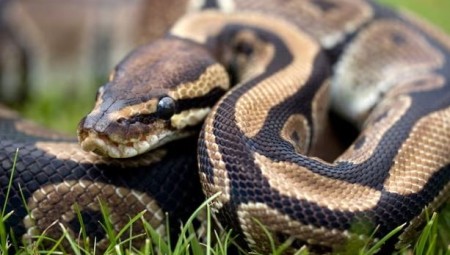 إنقاذ 70 ثعبانًا ملكيًا من معاناة قاسية في منزل مهجور قرب دورهام