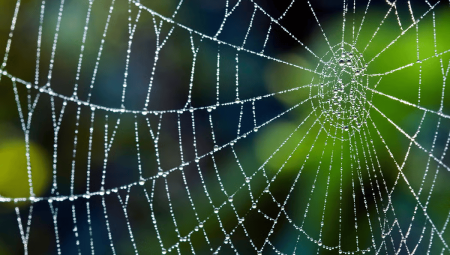دراسة: العناكب تُهندس شباكها بناء على مستوى الضوضاء