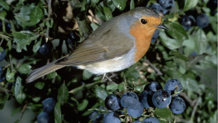 خبراء: وفرة التوت هذا الخريف لا تعني أن بريطانيا ستشهد شتاءً قارساً