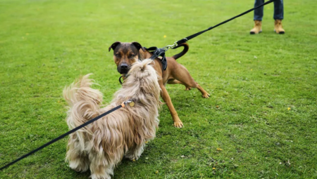 ذعر بين أصحاب الكلاب بعد العثور على طُعم سام في مساحات خضراء
