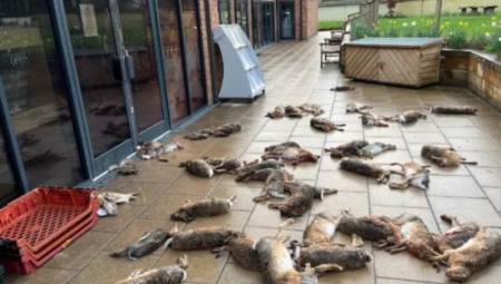 صدمة في ريف إنجلترا بعد العثور على جثث طيور وأرانب أمام متجر محلي