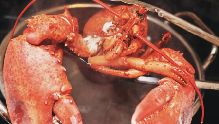 بريطانيا تدرس حظر سلق الكركند الحيّ  لمكافحة انتهاكات حقوق الحيوانات