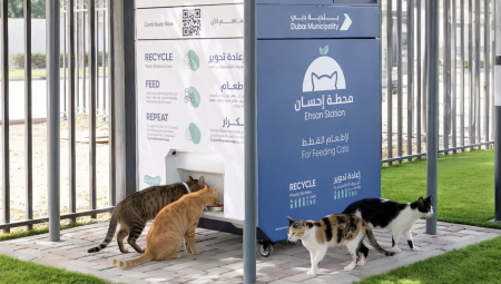 آلاف الحيوانات الأليفة تُهجر في دبي مع نزوح الأجانب بسبب الحرب