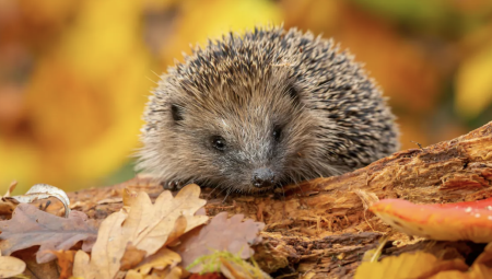 تأجيل مشروع مركز جراحي لتقليل أوقات انتظار NHS .. والسبب طرق القنافذ”