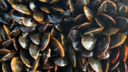 لندن تتكبد خسائر كبيرة بعد رفض فرنسا شحنات محار بريطانية